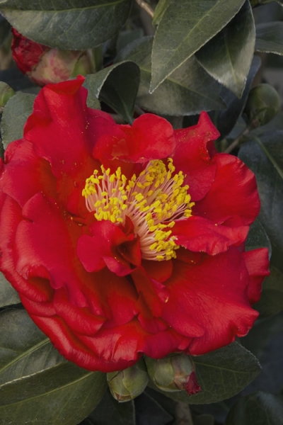 Bob Hope Camellia Japonica