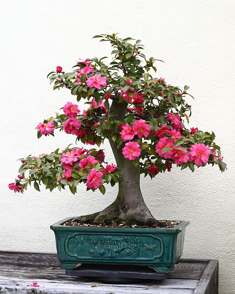 Bob Hope Camellia Japonica bonsai tree Bob Hope Camellia Japonica bonsai tree