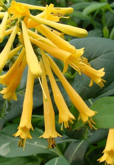 John Clayton Yellow Honeysuckle Vine
