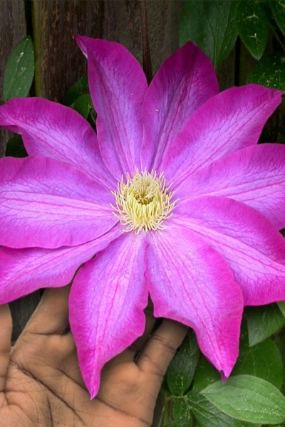 Pink Champagne Clematis