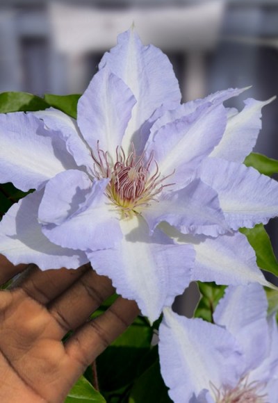 Tranquilite Clematis