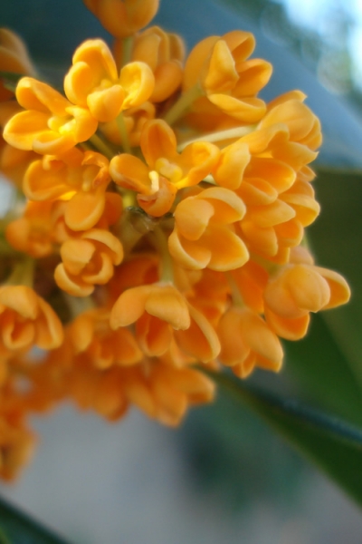Fragrant Orange Tea Olive