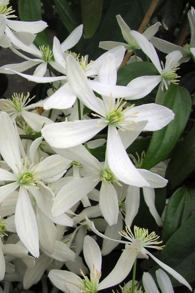 Snowdrift Evergreen Clematis Armandii