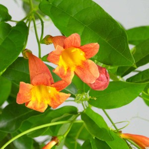 Tangerine Beauty Crossvine Bignonia