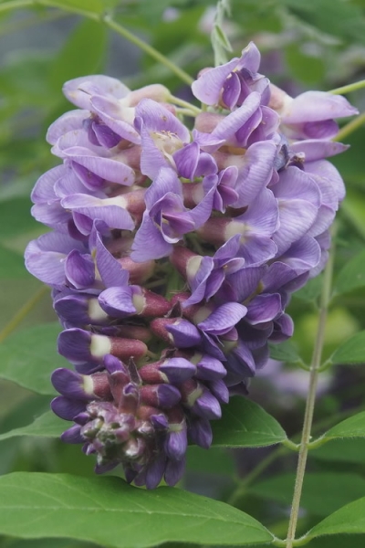 Amethyst Falls Wisteria Vine