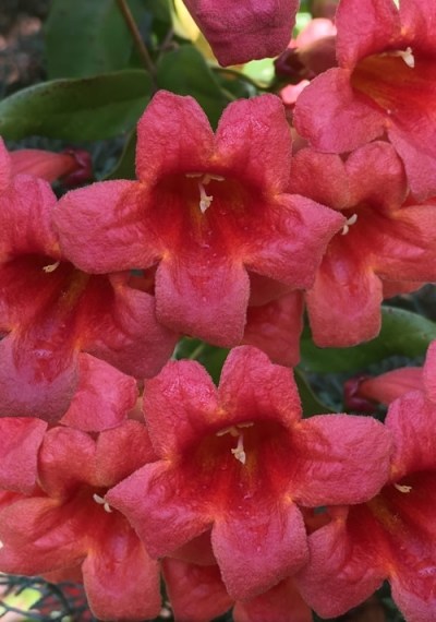 Shalimar Red Crossvine