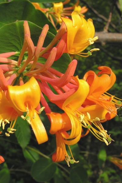 Mandarin Orange Honeysuckle Vine