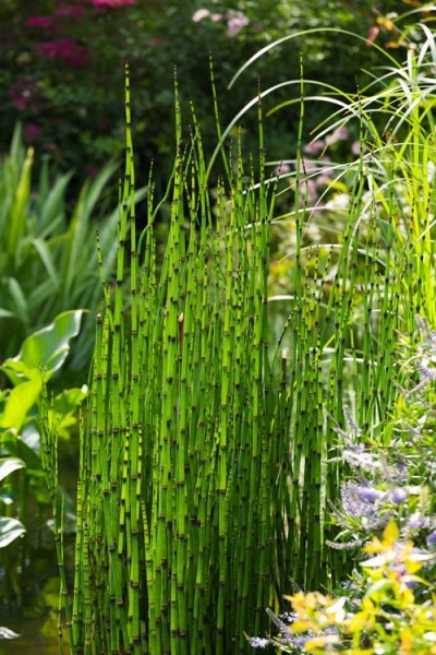 Equisetum hyemale