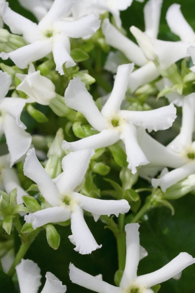 Confederate Jasmine vine