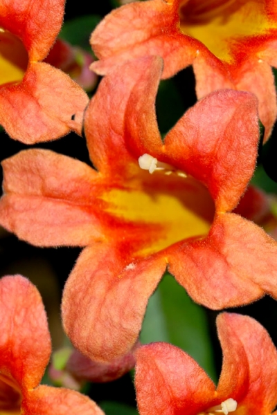 Jekyll Orange crossvine