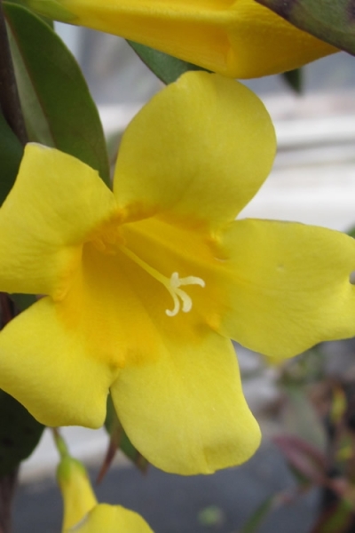 Carolina Yellow Jasmine