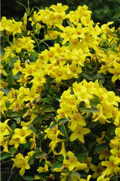 Butterscotch Yellow Jasmine