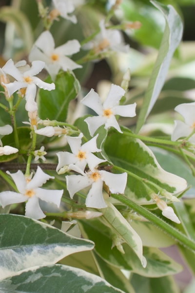 Variegated Confederate Jasmine