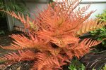 Autumn Brilliance Fern