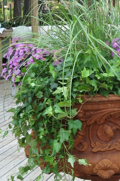 English Ivy