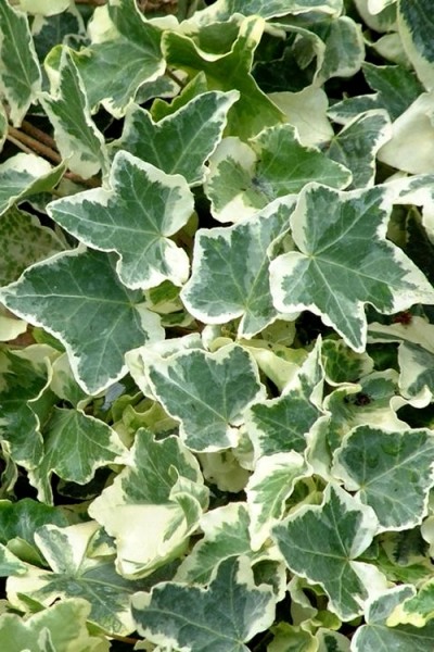 Anne Marie White Variegated Ivy