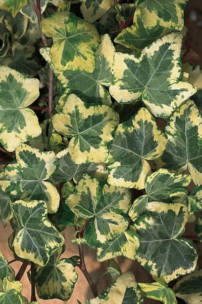 Golden Ingot Ivy