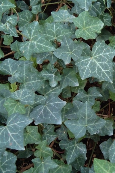 Baltic Ivy