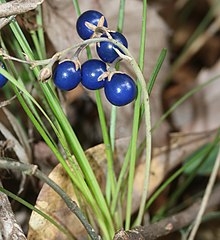 Dwarf Mondo Grass