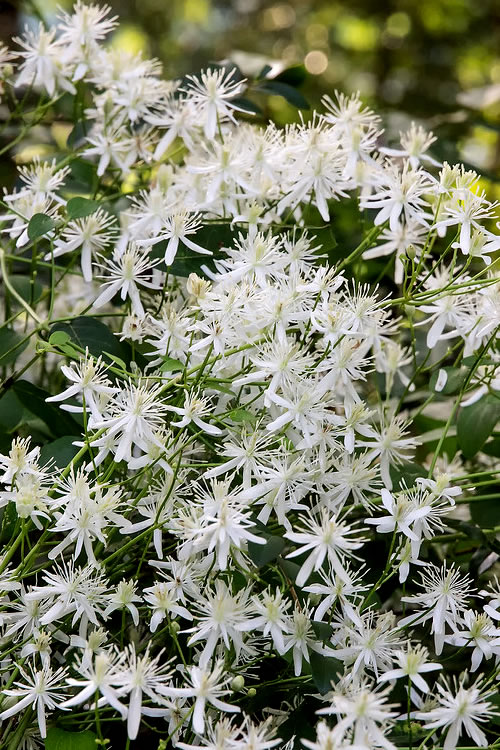 Sweet autumn clematis