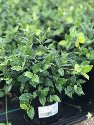 Asian Jasmine
