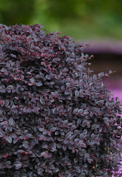 Growing The Cerise Charm Dwarf Loropetalum Loropetalum Chinense