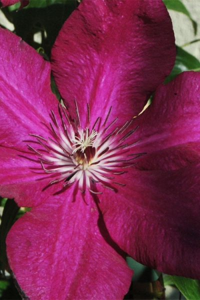 Cardinal Wyszynski Clematis