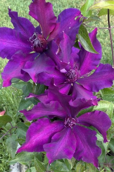 Fleuri Clematis