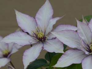 Samaritan Jo Clematis