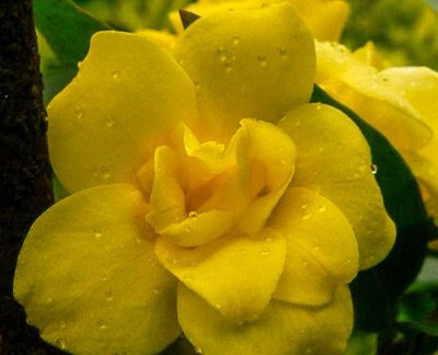 Pride of Augusta Double Flowering Carolina Jasmine