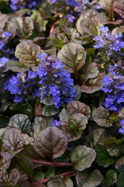 Bronze Beauty Ajuga