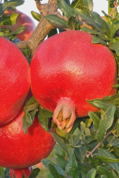Russian 26 Cold Hardy Pomegranate