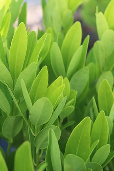 Ocala Yellow Anise