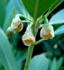 Ocala Yellow Anise