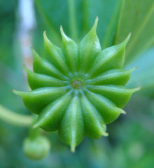 Ocala Yellow Anise