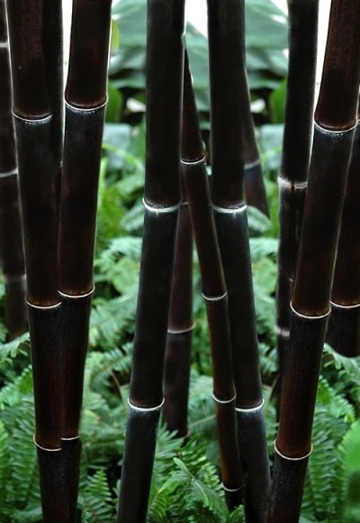 Black Bamboo