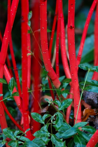 Red Gnome Red Twig Dogwood