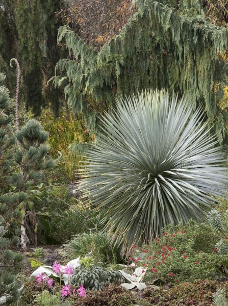 Sapphire Skies Beaked Blue Yucca