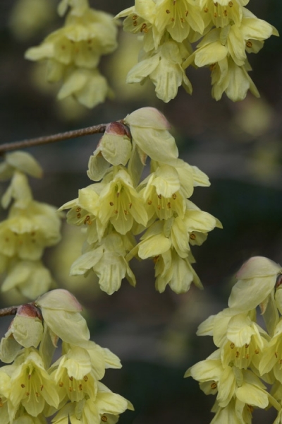 Winterthur Winterhazel