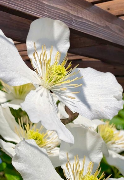 Grandiflora Montana Clematis