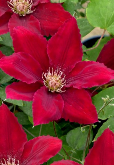 Rebecca Clematis