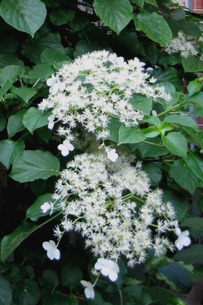 Climbing Hydrangea Petiolaris