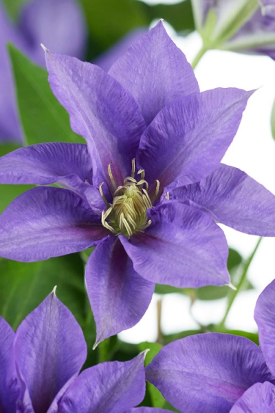 Olympia Clematis