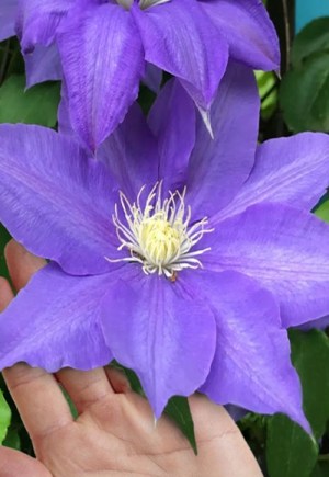 H. F. Young Clematis