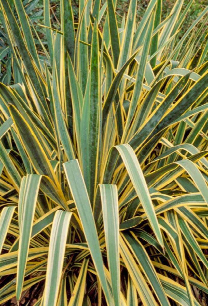 Bright Edge Yucca