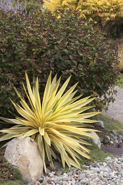 Bright Star Yucca