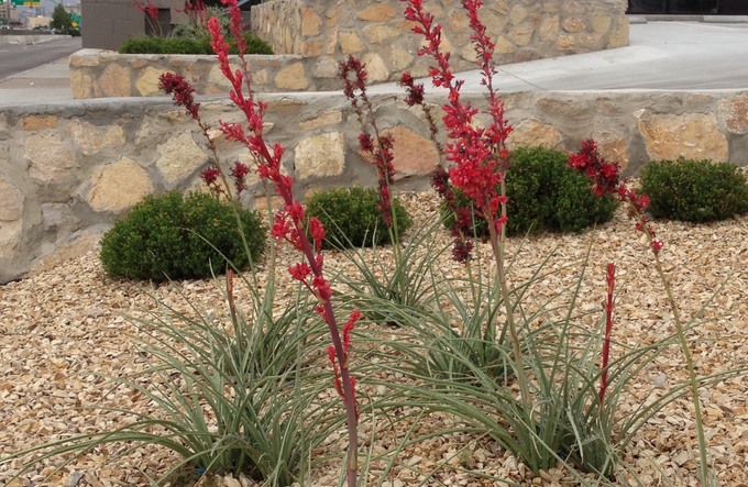 Brakelights Red Yucca