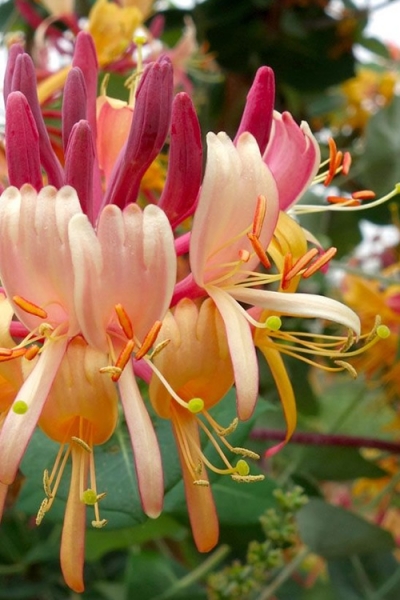Peaches & Cream Fragrant Honeysuckle