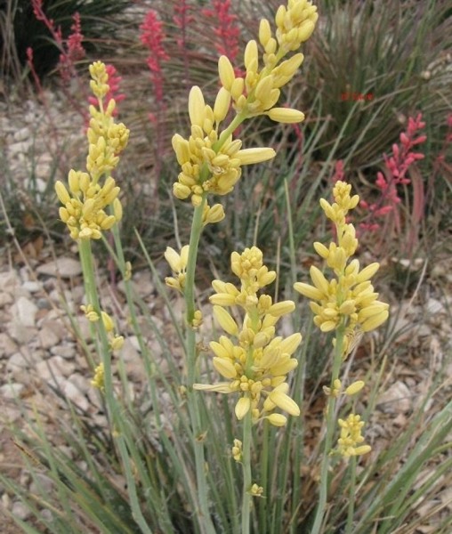 Yellow Yucca
