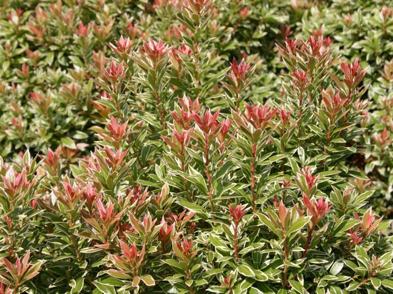 Growing the little heath pieris japonica (Pieris japonica), perennial ...